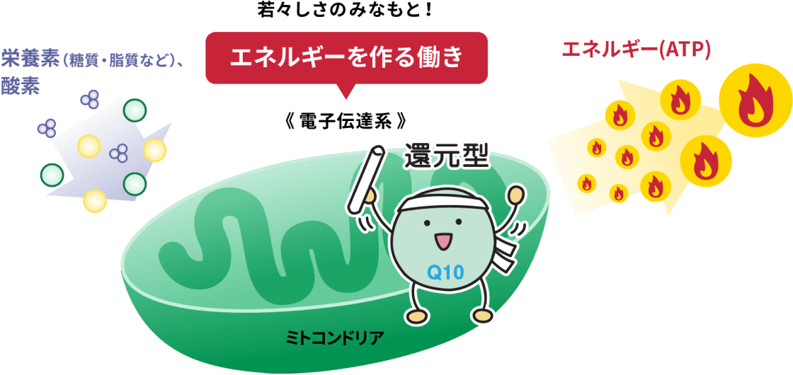 還元型コエンザイムQ10の働き