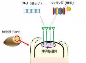 カネカ 農研機構と共同で小麦の品種改良を短期間で可能にするゲノム編集技術を開発